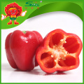 sweet pepper/colorful pepper